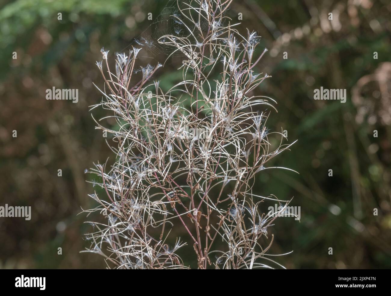 Podi di semi deiscenti, semi di un Willowherb / Epilobium sp, ma specie precise non identificate. Semi portati via dal vento. Per deiscenza botanica Foto Stock