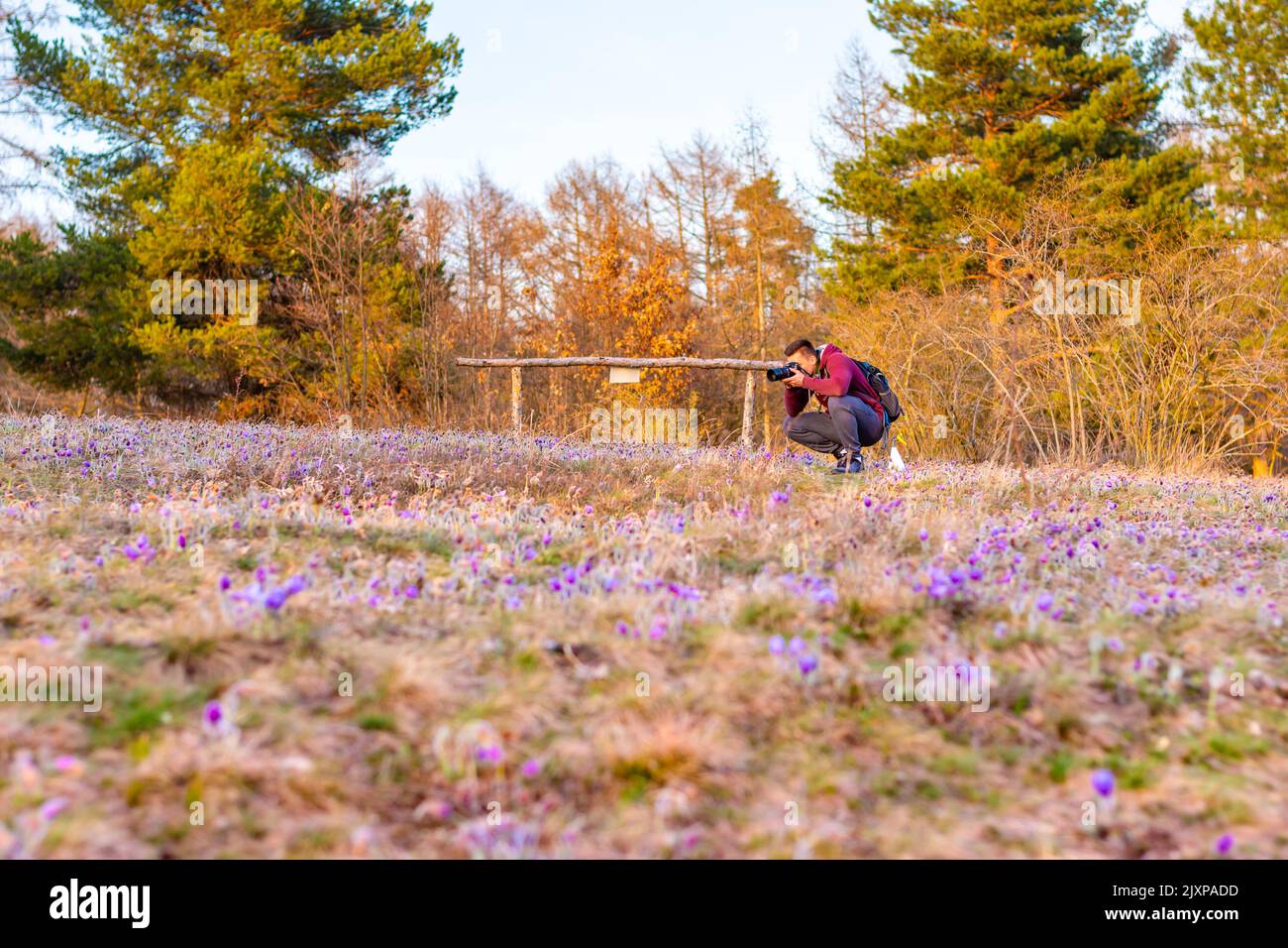 Un giovane fotografo sta scattando una macro foto della fioritura di pulsatilla sul prato nella riserva naturale 'Kamenny vrch' nella città di Brno. Tramonto dopo tranquillo Foto Stock