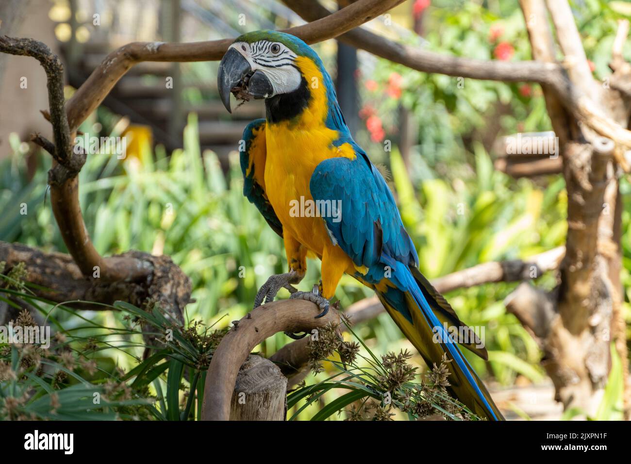 Un macaw blu-e-giallo (Ara ararauna), o un macaw blu-e-oro negli alberi Foto Stock