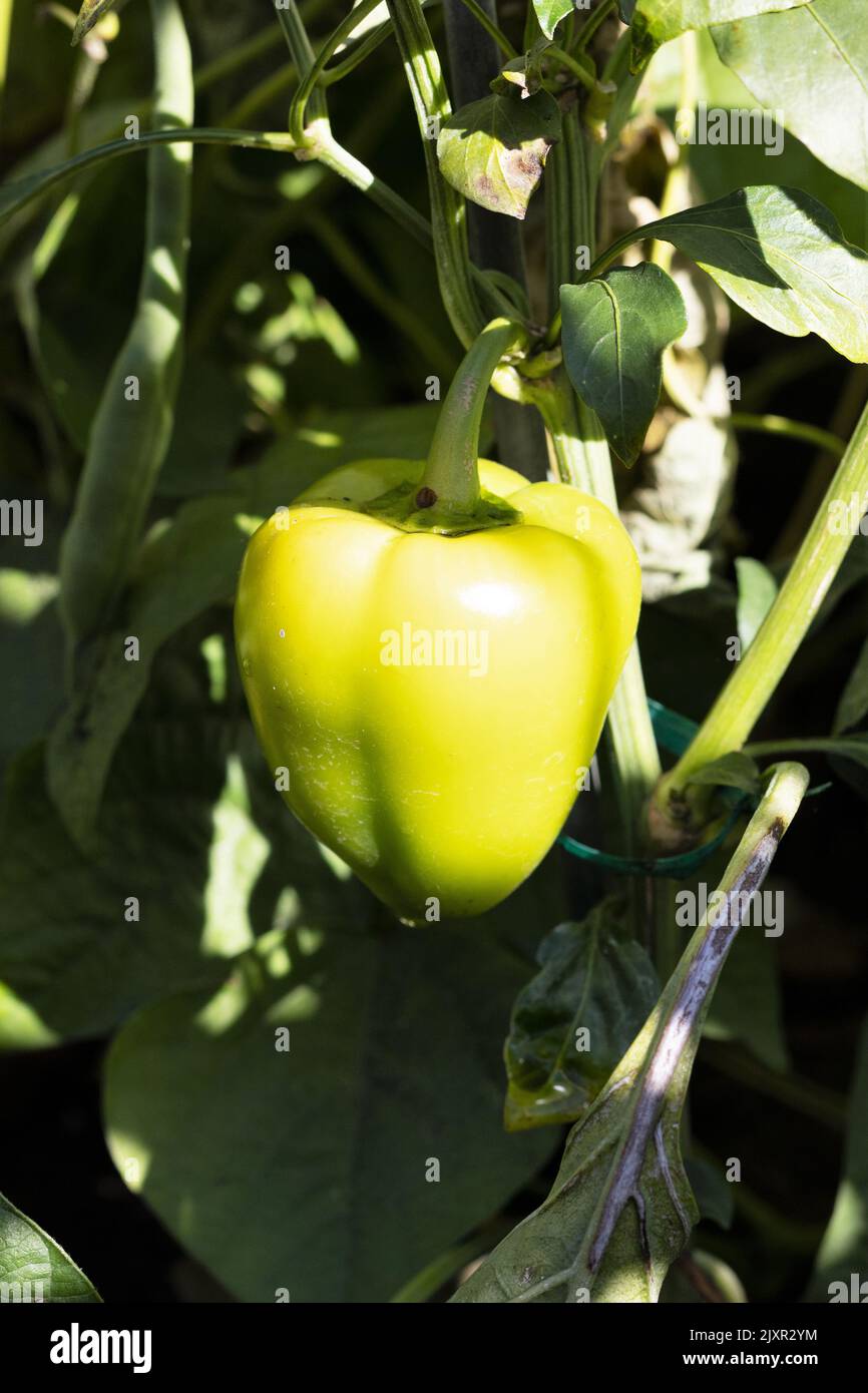 Capsicum annuum peperoni in miniatura 'Swetie Pie'. Foto Stock