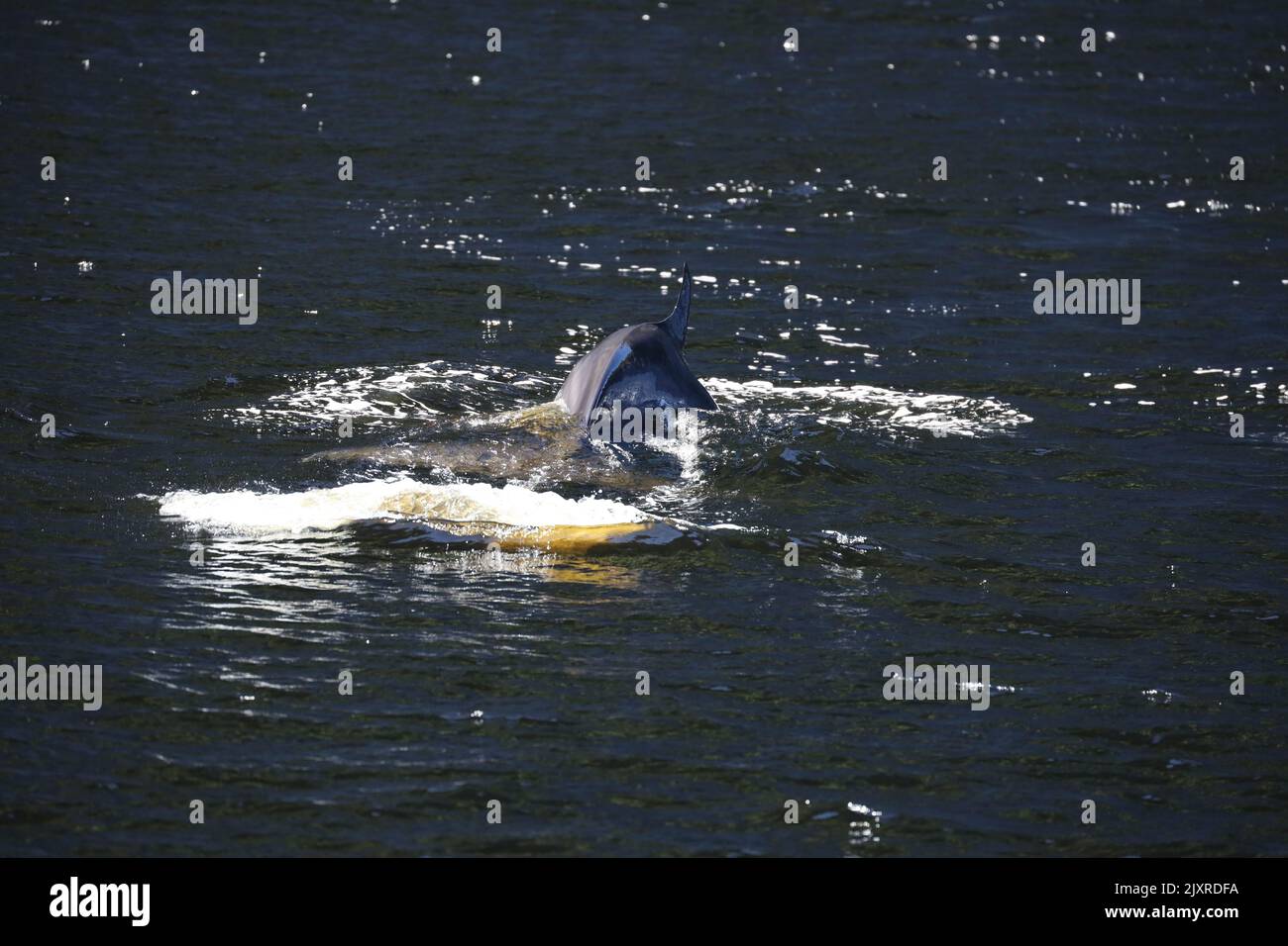 Minke Wahle nel Saguenay St Lawrence Marine Park, Quebec Foto Stock