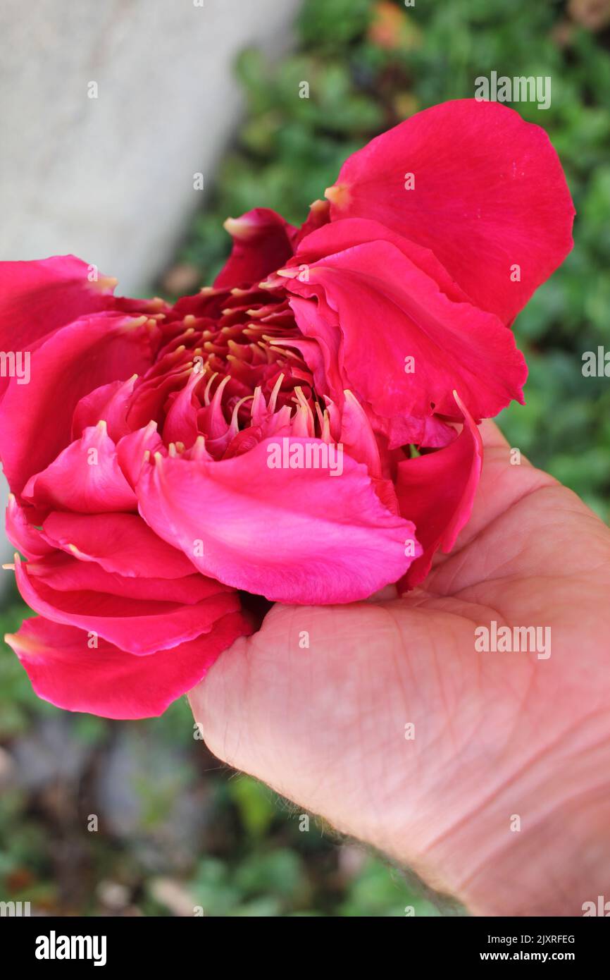 i petali di una rosa in mano danno ancora un profumo molto piacevole Foto Stock