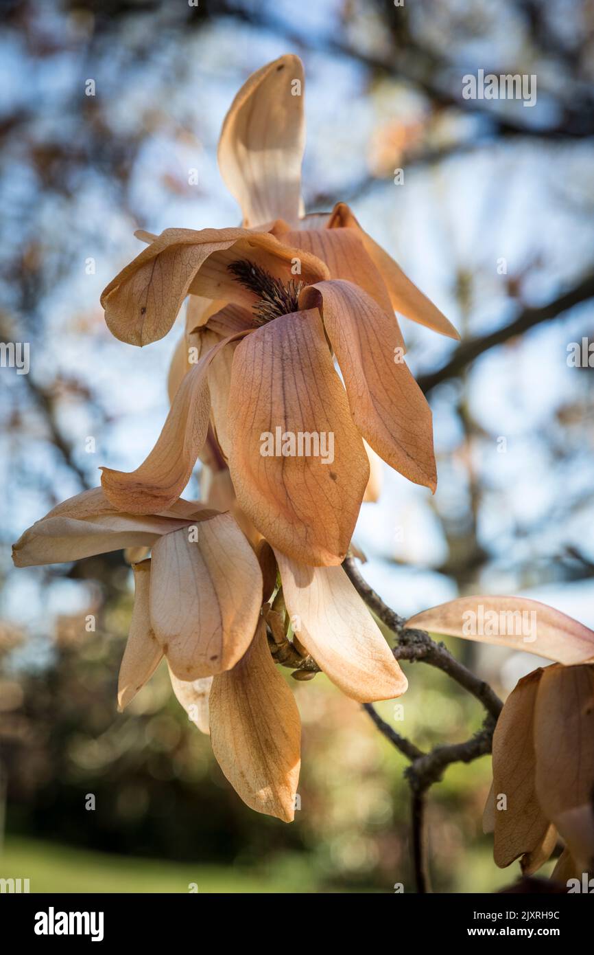 Primo piano della magnolia Blossum è diventata bruna da una brina tardiva, in Inghilterra. Foto Stock