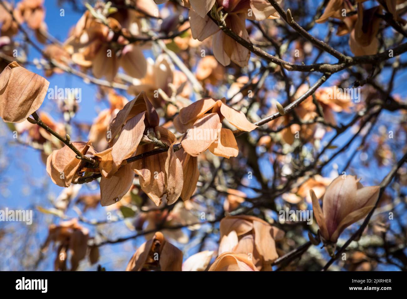 Magnolia Blossum è diventata bruna da una brina tardiva, in contrasto con un cielo blu in un giardino del Surrey, in Inghilterra. Foto Stock