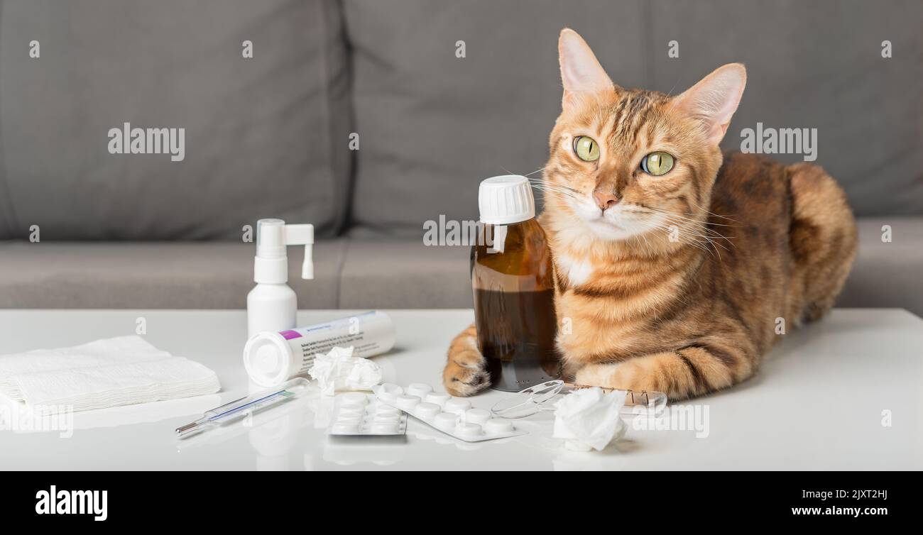 Gatto domestico sul tavolo con farmaci per raffreddori. Virus. Medicinali per il trattamento domiciliare. Foto Stock