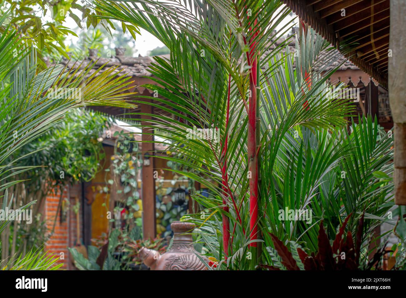 Pianta di palma trunked rossa con foglie verdi cresce nel cortile come decorazione e aria condizionata, cresce con una manutenzione minima Foto Stock