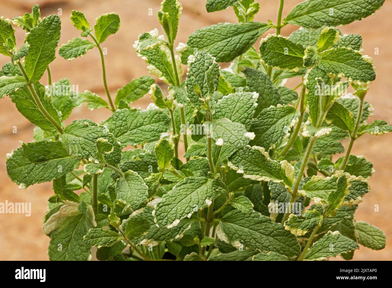 Semi Di Menta Glaciale - 1000 Semi Aromatici Con Fragranza Di Mela - Foto 3