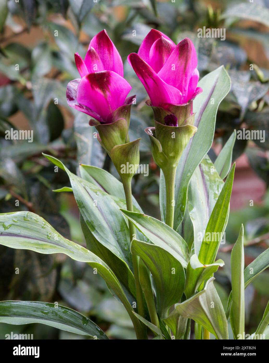 Curcuma longa fiore di pianta su fondo naturale Foto Stock