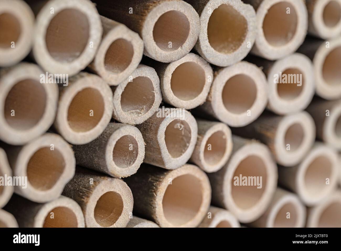 Gambi di piante cave legnose per hotel di insetti Foto Stock