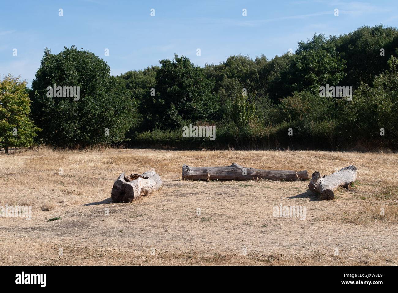 Braywick, Maidenhead, Berkshire, Regno Unito. 14th agosto, 2022. C'è uno sguardo distinto dell'autunno alla riserva naturale di Braywick a Maidenhead mentre l'onda di calore e la siccità in corso prendono il loro tributo. Credito: Maureen McLean/Alamy Foto Stock