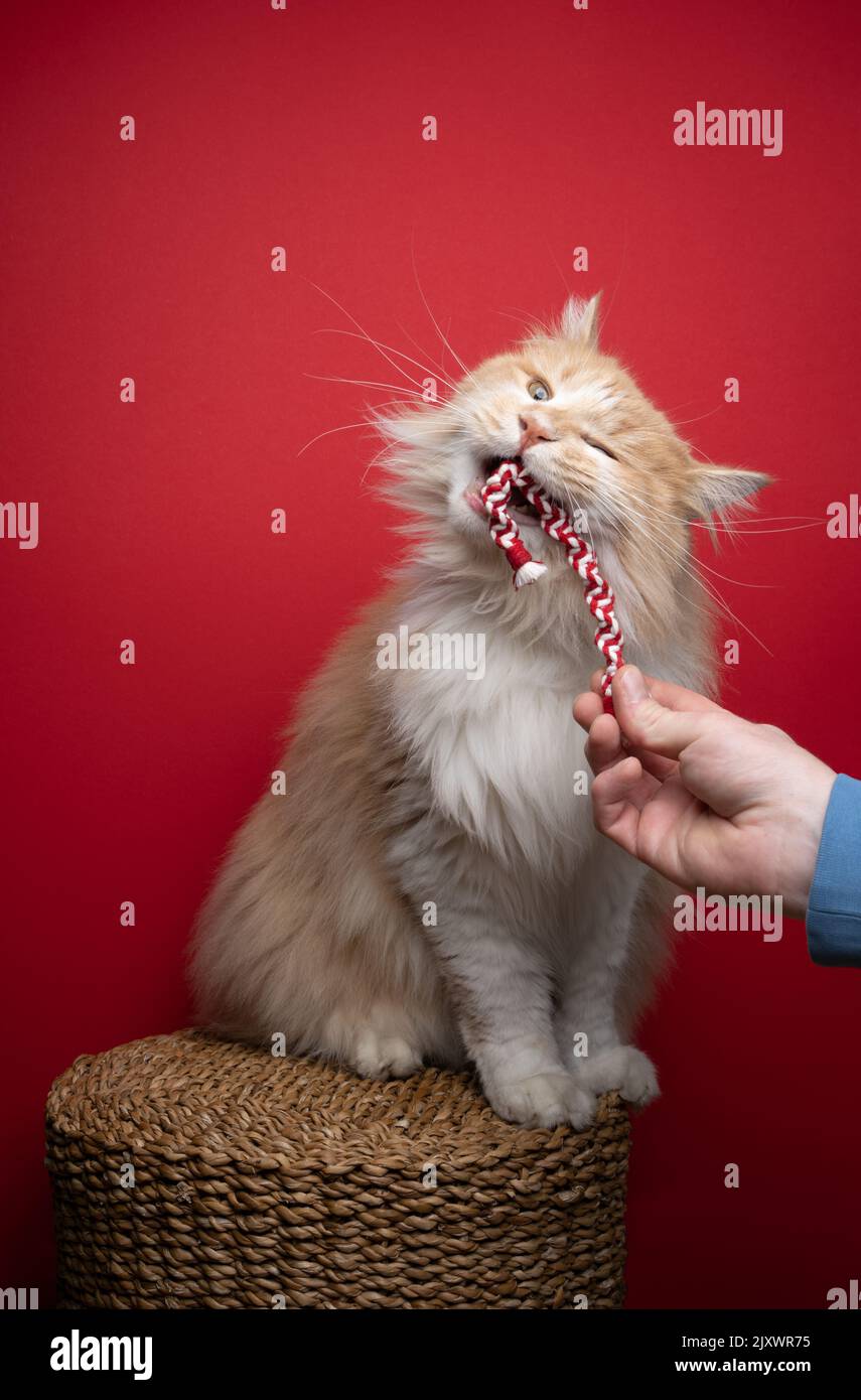 giocoso gatto lanuginoso masticare su rosso e bianco intrecciato natale caramella giocattolo di canna Foto Stock