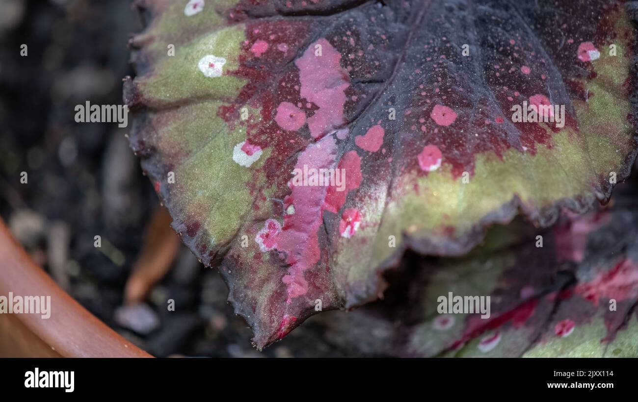Rex begonia fogliame. Foto Stock