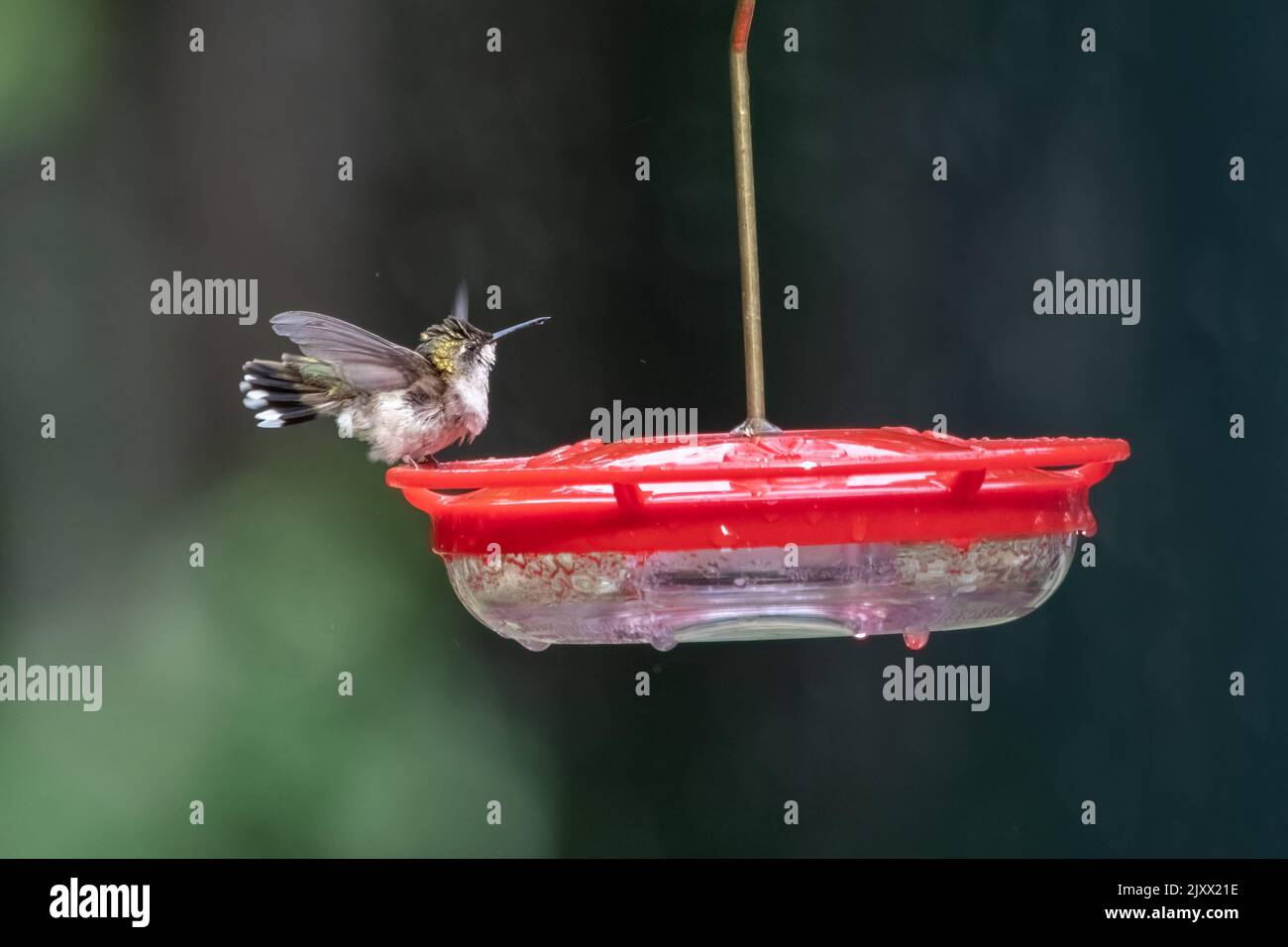 Rubino ha tirato Hummingbird all'alimentatore. Foto Stock