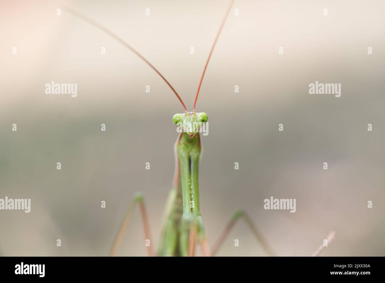 Dettaglio principale della Mantide in preghiera in latino Mantis religiosa. Insetto benefico nel giardino. Primo piano femminile Mantid. Con bel bokeh sulla foto. Foto Stock