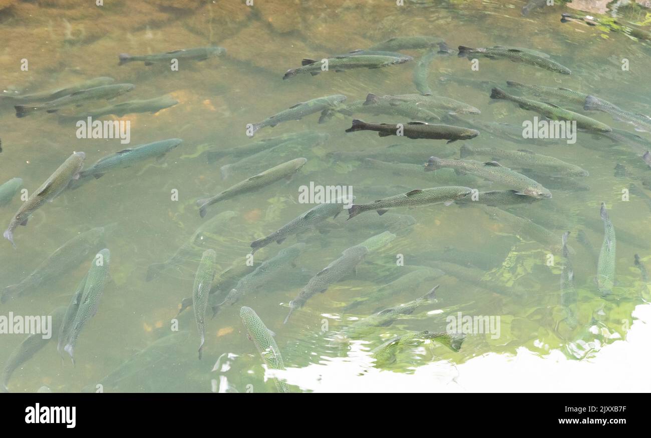 Pesci d'acqua dolce in un serbatoio d'acqua. Un sacco di pesce nella secca. Un gruppo di pesci in acqua all'ombra verde. Foto Stock