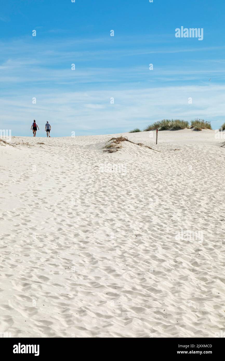 Sentiero escursionistico attraverso le dune, Amrum Island, Frisia Nord, Schleswig-Holstein, Germania Foto Stock