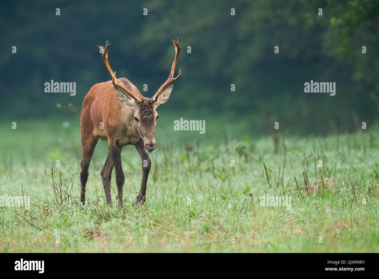Giovane cervo rosso che cammina sulle praterie nella nebbia autunnale Foto Stock