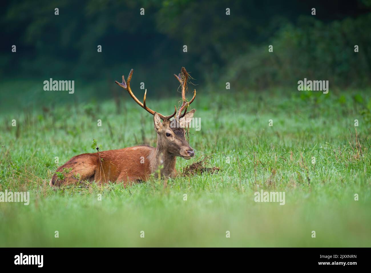 Cervi rossi giacenti su praterie verdi nella natura autunnale Foto Stock