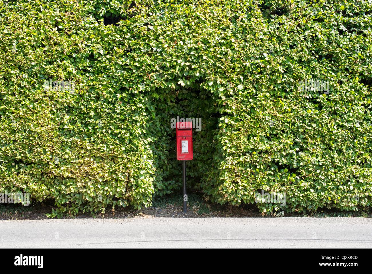 Una piccola casella postale rossa su un palo nella campagna in Essex è circondata da un siepo molto grande con un'area ritagliata per l'accesso Foto Stock