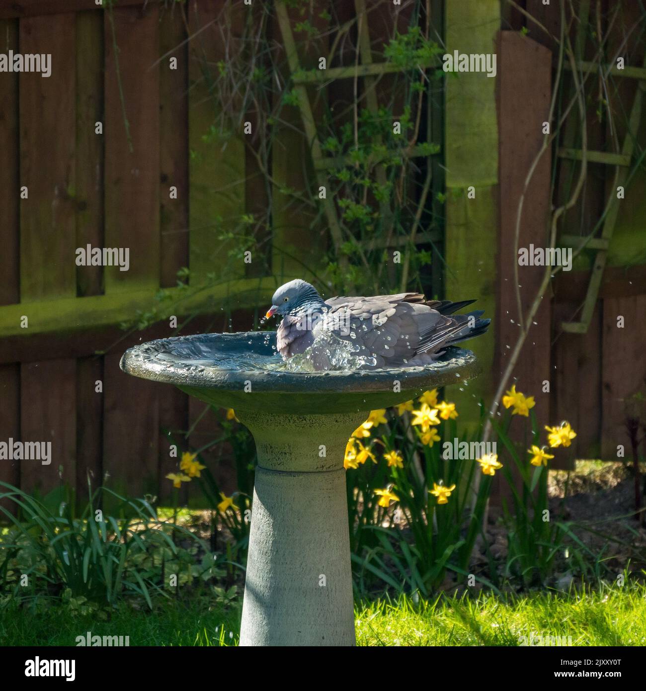 Un piccione di legno comune adulto / piccione di legno (Columba palumbus) bagno in acqua in giardino birdbath, Leicestershire, Regno Unito Foto Stock