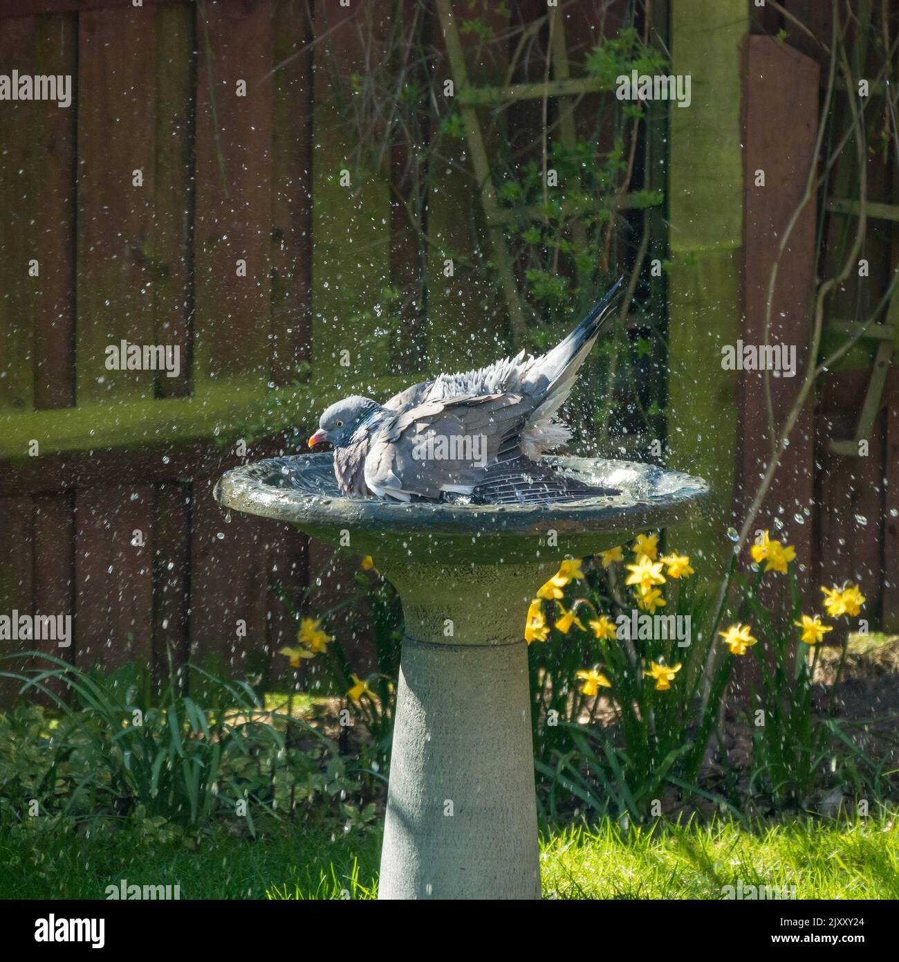 Un piccione di legno comune adulto / piccione di legno (Columba palumbus) bagno in acqua in giardino birdbath, Leicestershire, Regno Unito Foto Stock