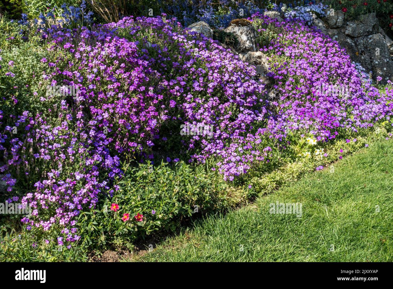 I fiori purple di Aubretia si affacciano su un giardino di pietra rockery, Leicestershire, Regno Unito Foto Stock
