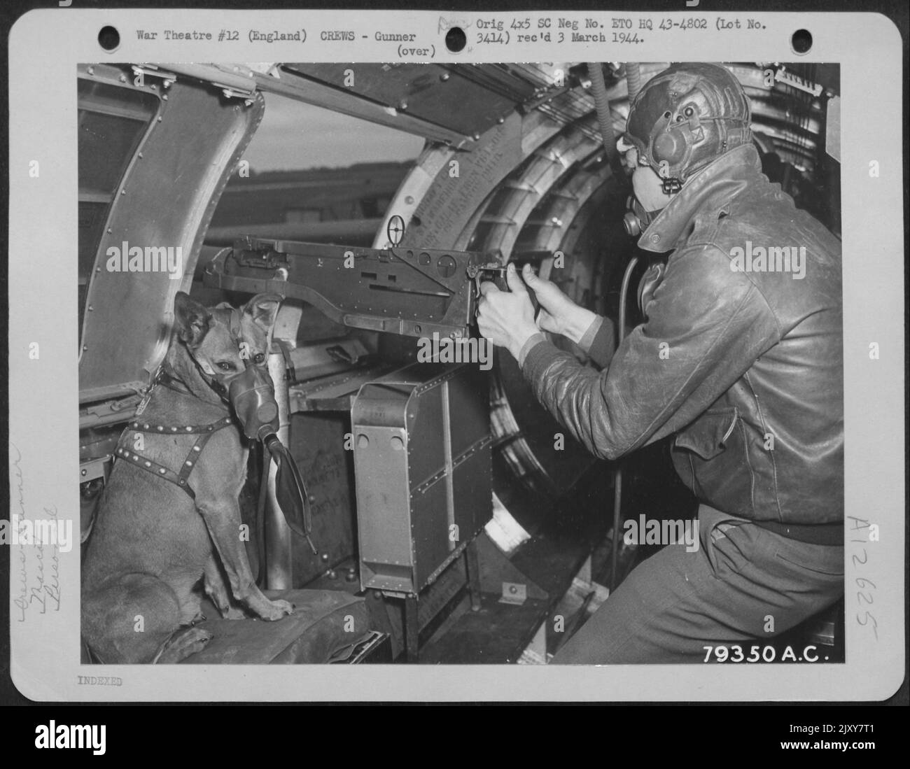 'Mister' The PET Mascot di S/Sgt. Rogers di Hollywood, Cal., Gunner su Un Boeing B-17 è mostrato qui con la sua maschera di ossigeno durante Una missione sul territorio di Enemy. Ha partecipato a cinque missioni con il suo Maestro. Inghilterra, 1 luglio 1943. Foto Stock