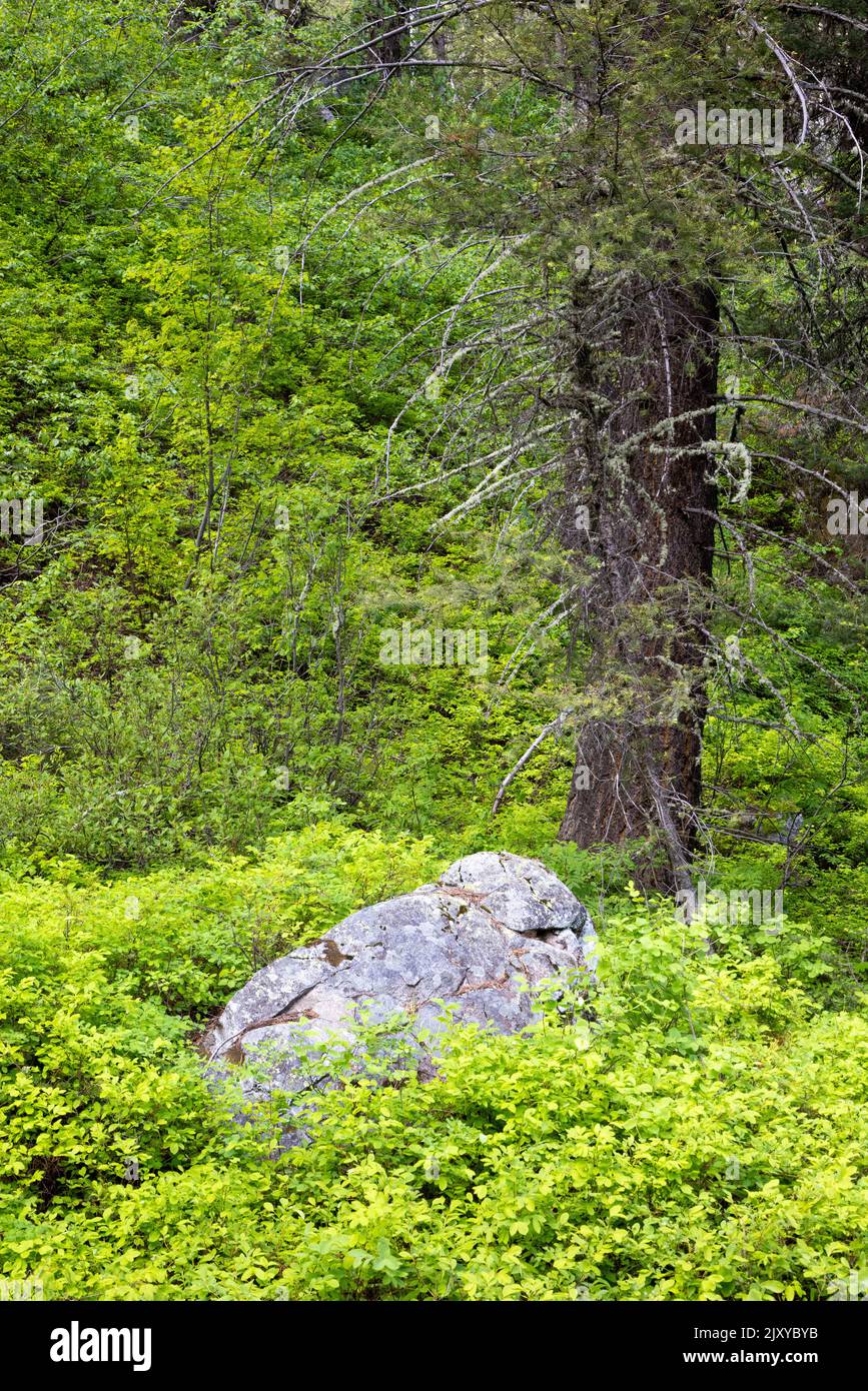 Un grande masso che riposa sotto un albero sempreverde in un pennello forestale. Grand Teton National Park, Wyoming Foto Stock