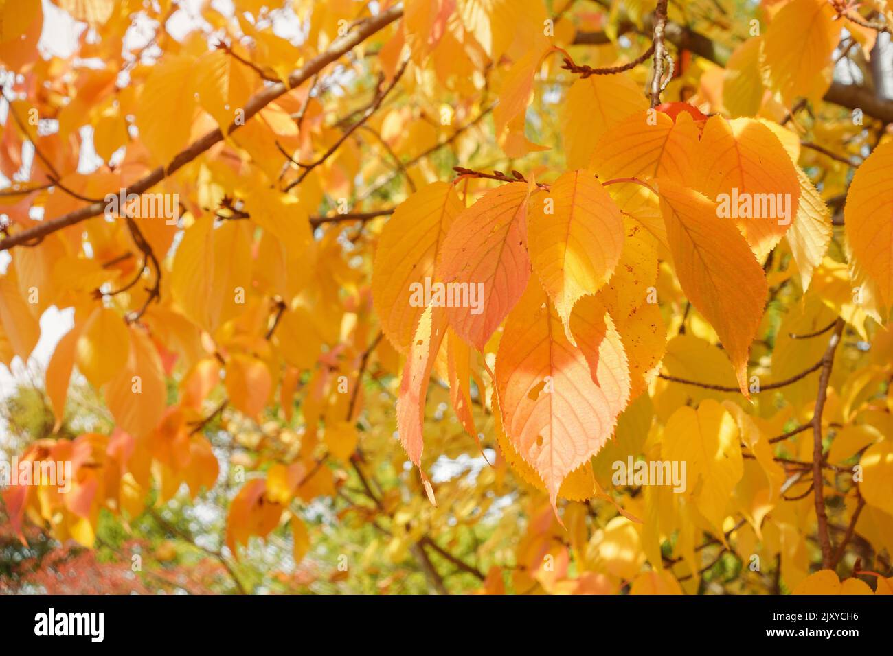 Autunno prunus sargentii o North Japanese collina foglie di ciliegio su albero nel parco. Colori giallo, rosso e arancione. Caduta in natura e il concetto di tempo. Primo piano, messa a fuoco selettiva Foto Stock