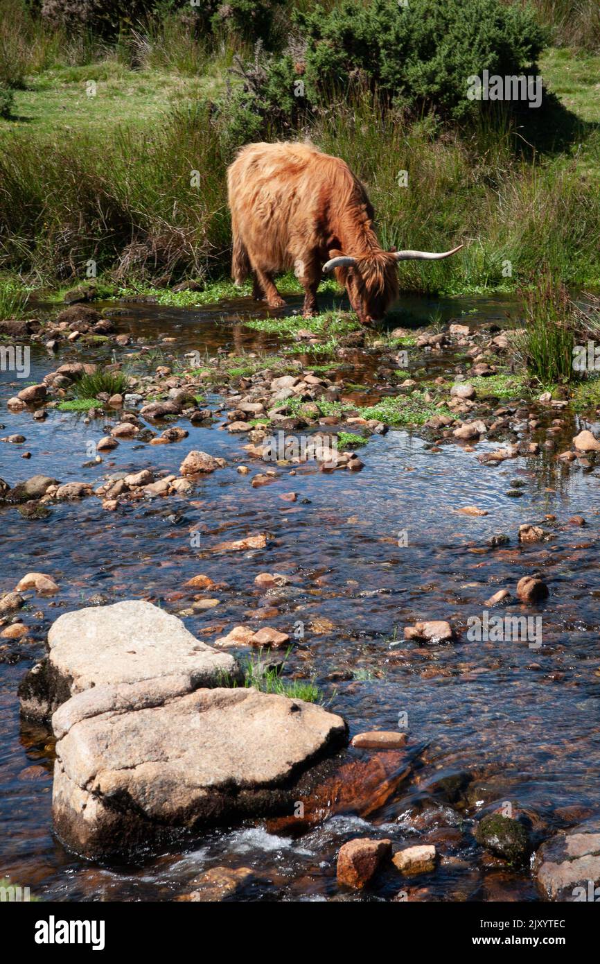 Highland Cow, River Plym, Cadover Bridge, Dartmoor, Devon Foto Stock