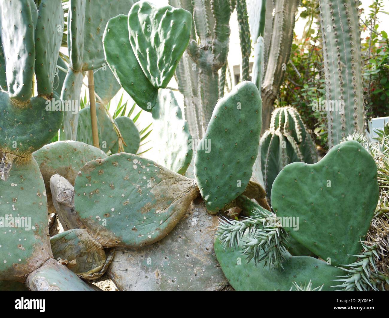 Cactus Landscape - Cactus a forma di cuore Foto Stock