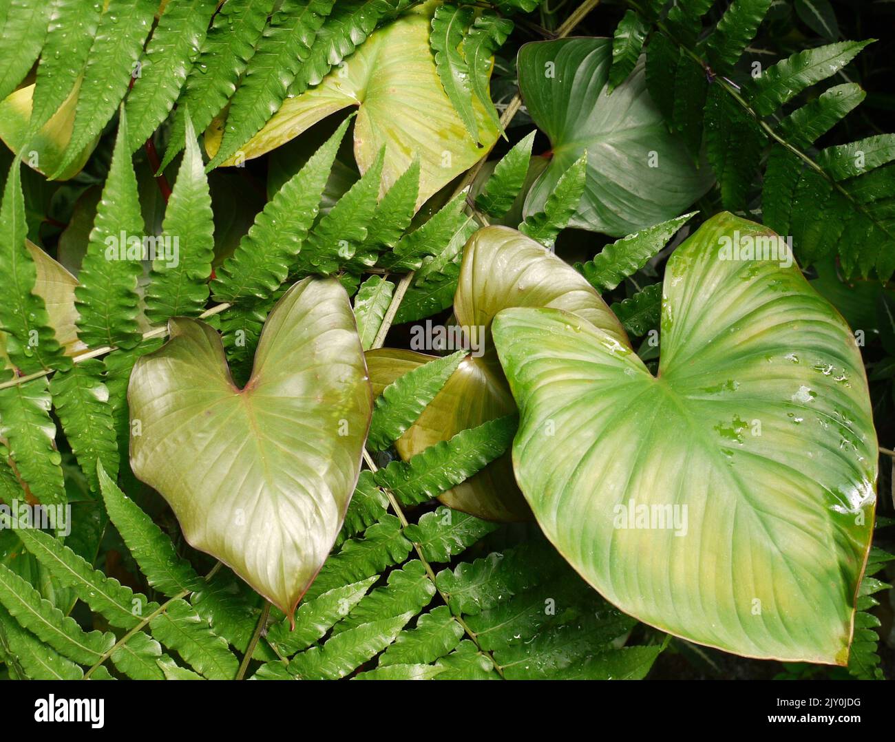 mix di piante tropicali Foto Stock