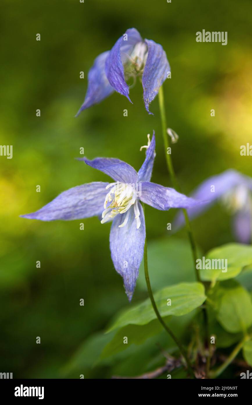 Fiori selvatici clematis blu fioriscono lungo il Paintbrush Canyon Trail. Grand Teton National Park, Wyoming Foto Stock