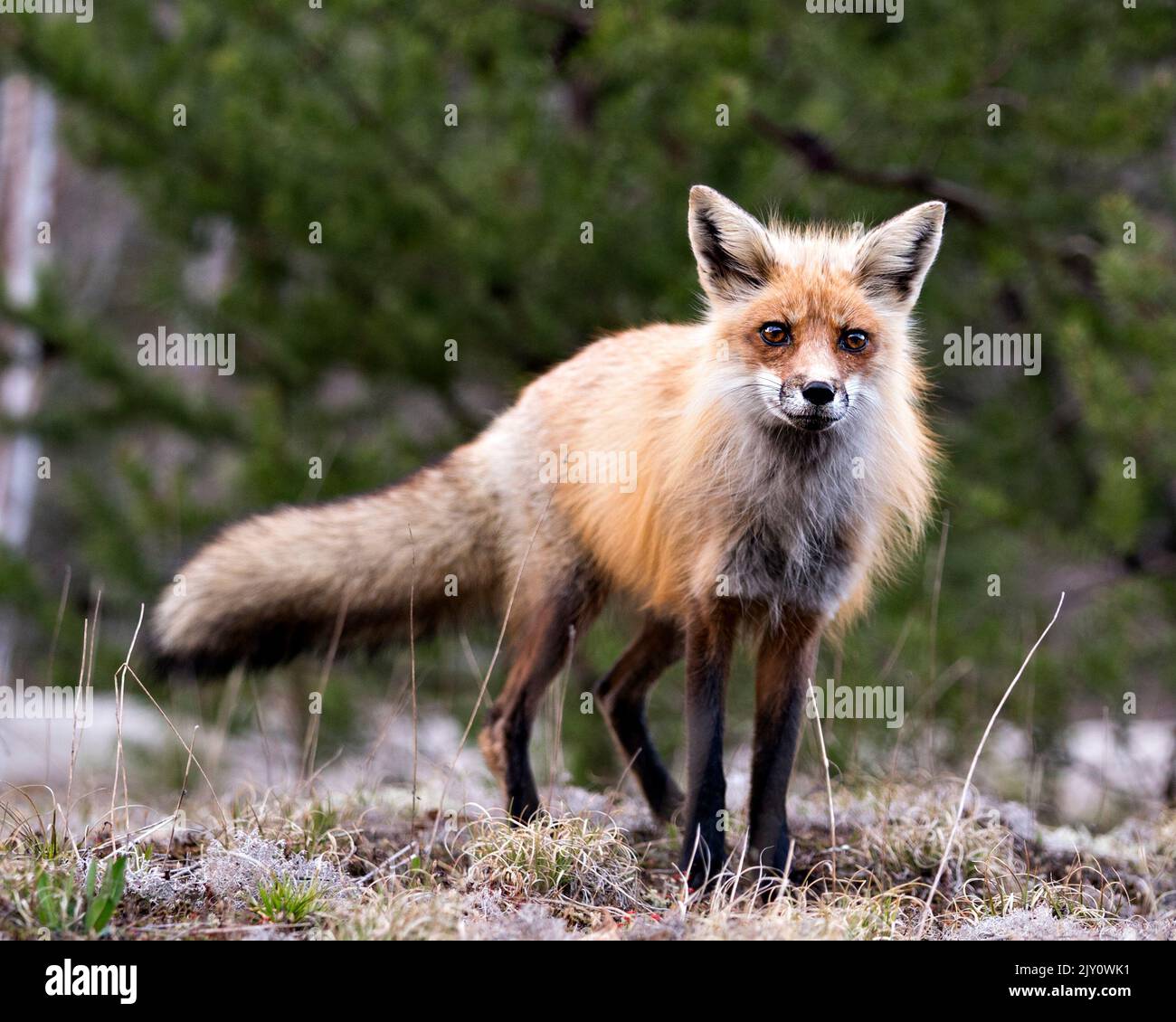 Vista laterale del profilo della volpe rossa in primo piano guardando la telecamera con uno sfondo di foresta sfocata nel suo ambiente e habitat. Immagine Fox. Immagine. Verticale. Foto Stock