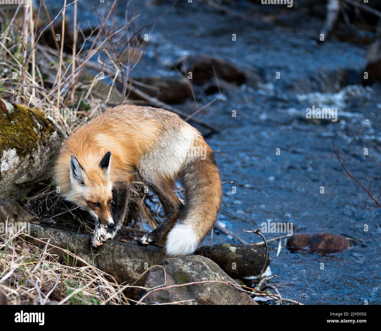 Red Fox vicino al fiume nella stagione primaverile con rocce di muschio e sfondo d'acqua nel suo ambiente e habitat. Immagine Fox. Immagine. Verticale. Foto Stock