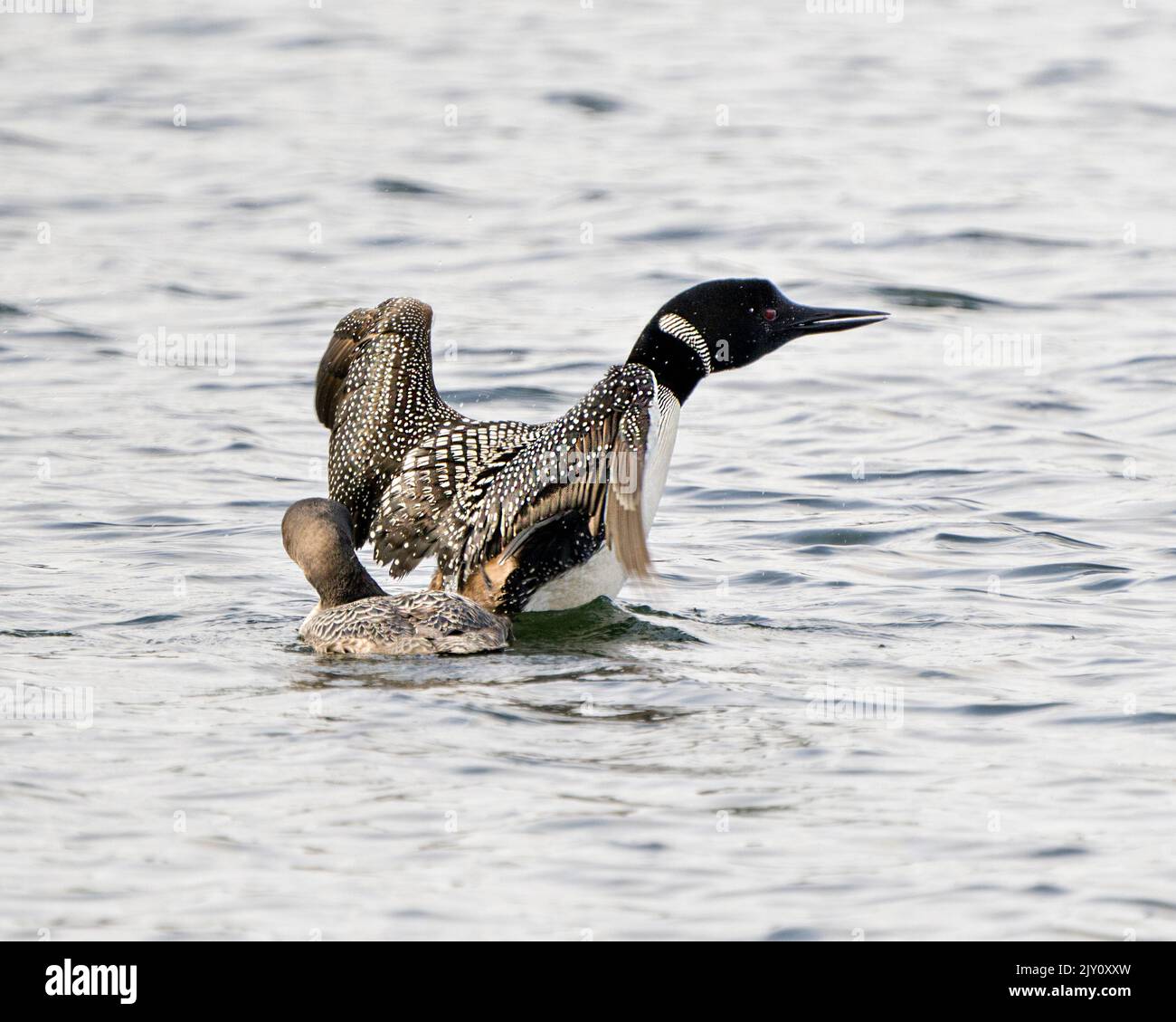 loon comune con bambino giovane immaturo loon nella sua fase di nuoto crescente con ali sparse nel loro ambiente e habitat circostante con vista posteriore. Foto Stock