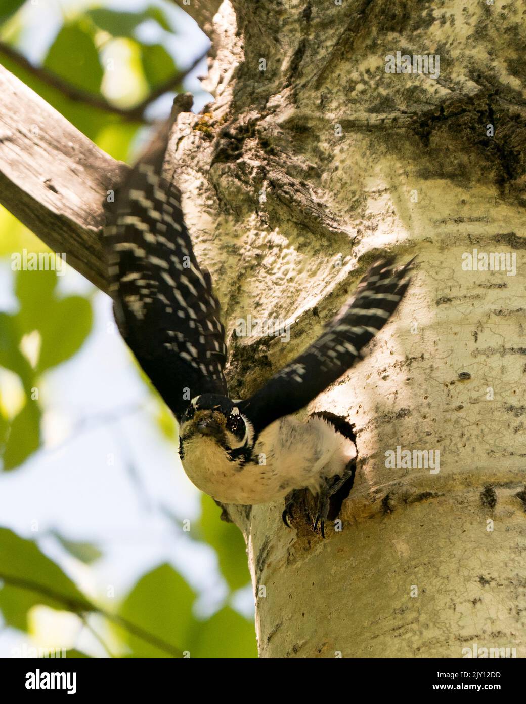 Picchio che esce dalla sua casa nido di uccelli con ali sparse con sfondo sfocato nel suo ambiente e habitat circostante. Immagine pelosa di Woodpecker Foto Stock