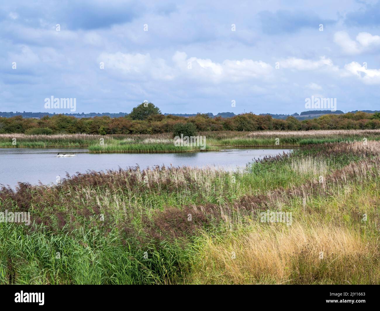 Canne e zone umide a far Ings, Lincolnshire, Inghilterra Foto Stock