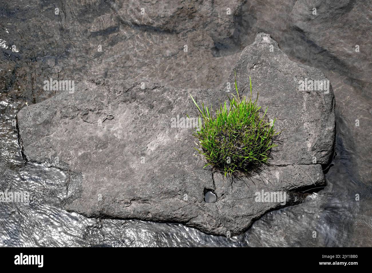 l'erba verde cresce su una pietra grigia nel fiume Foto Stock