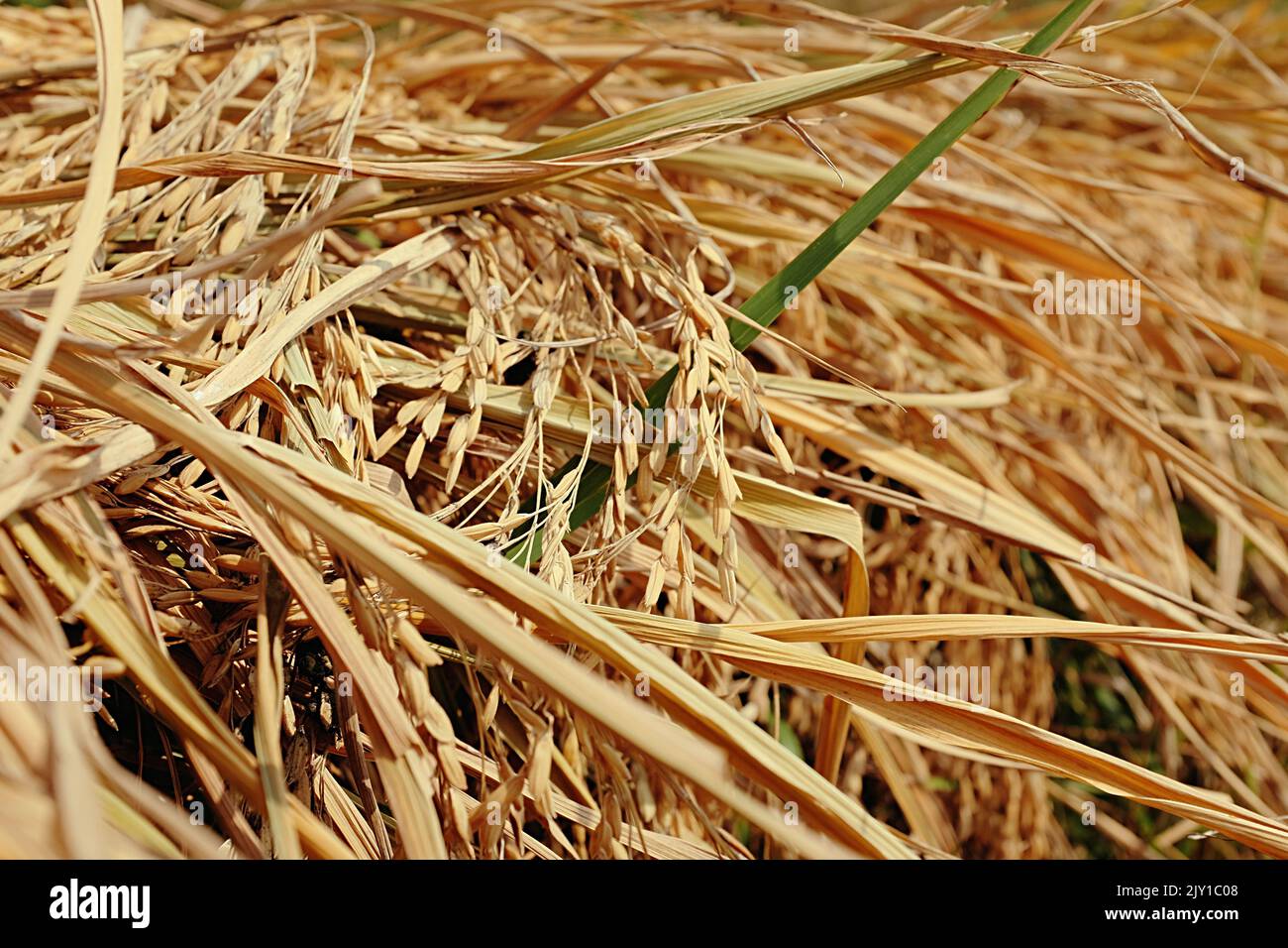 Spighe dorate mature di riso in autunno in Cina Foto Stock