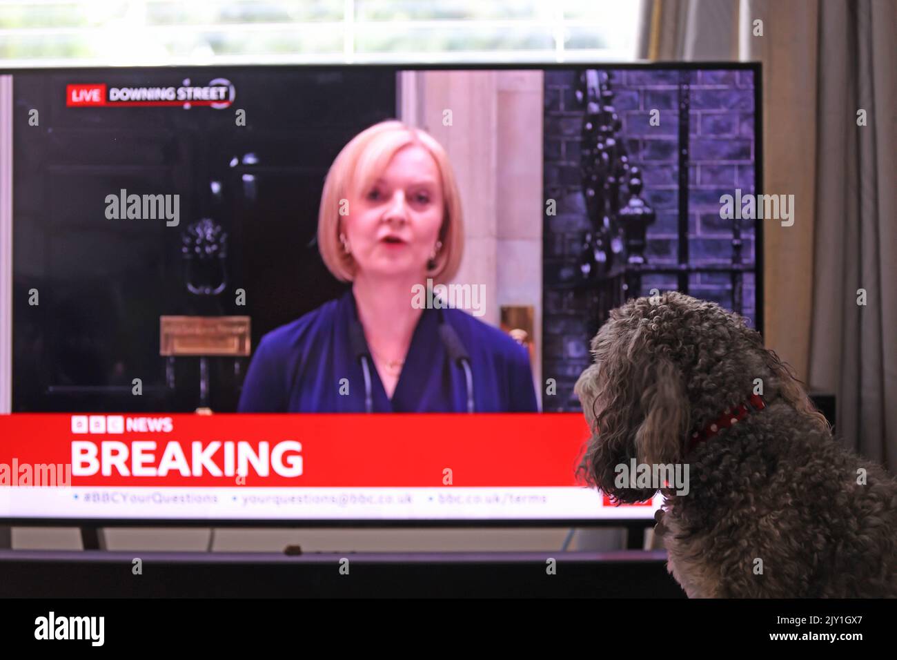 Londra, Regno Unito. 06th Set, 2022. Un cane guarda la televisione come il nuovo primo ministro Liz Truss si rivolge alla nazione al di fuori del numero 10 Downing Street, dopo aver preso il controllo da Boris Johnson. Credit: Paul Marriott/Alamy Live News Foto Stock