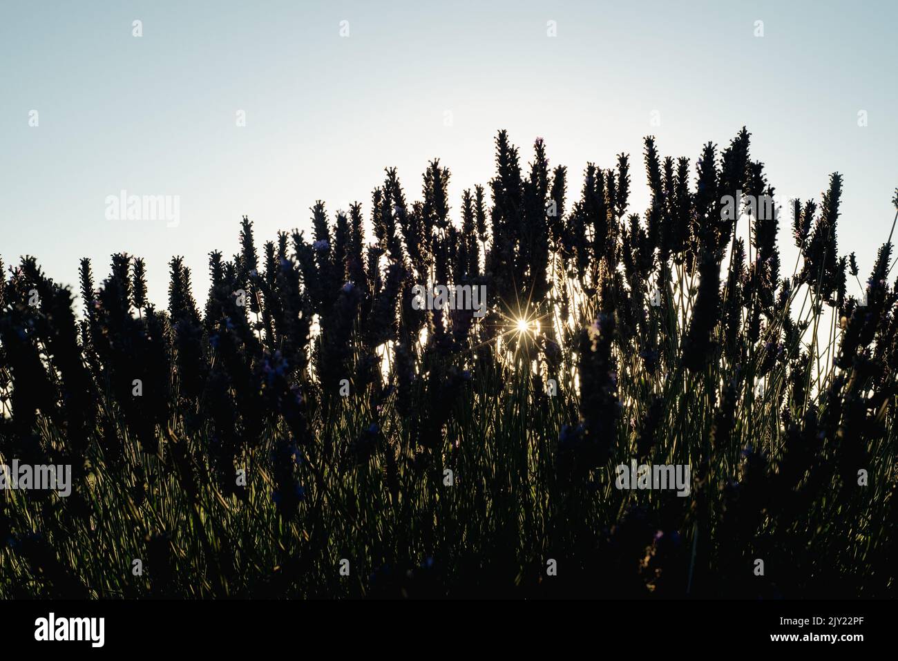 Alba in una fattoria di lavanda a Sequim, Washington Foto Stock