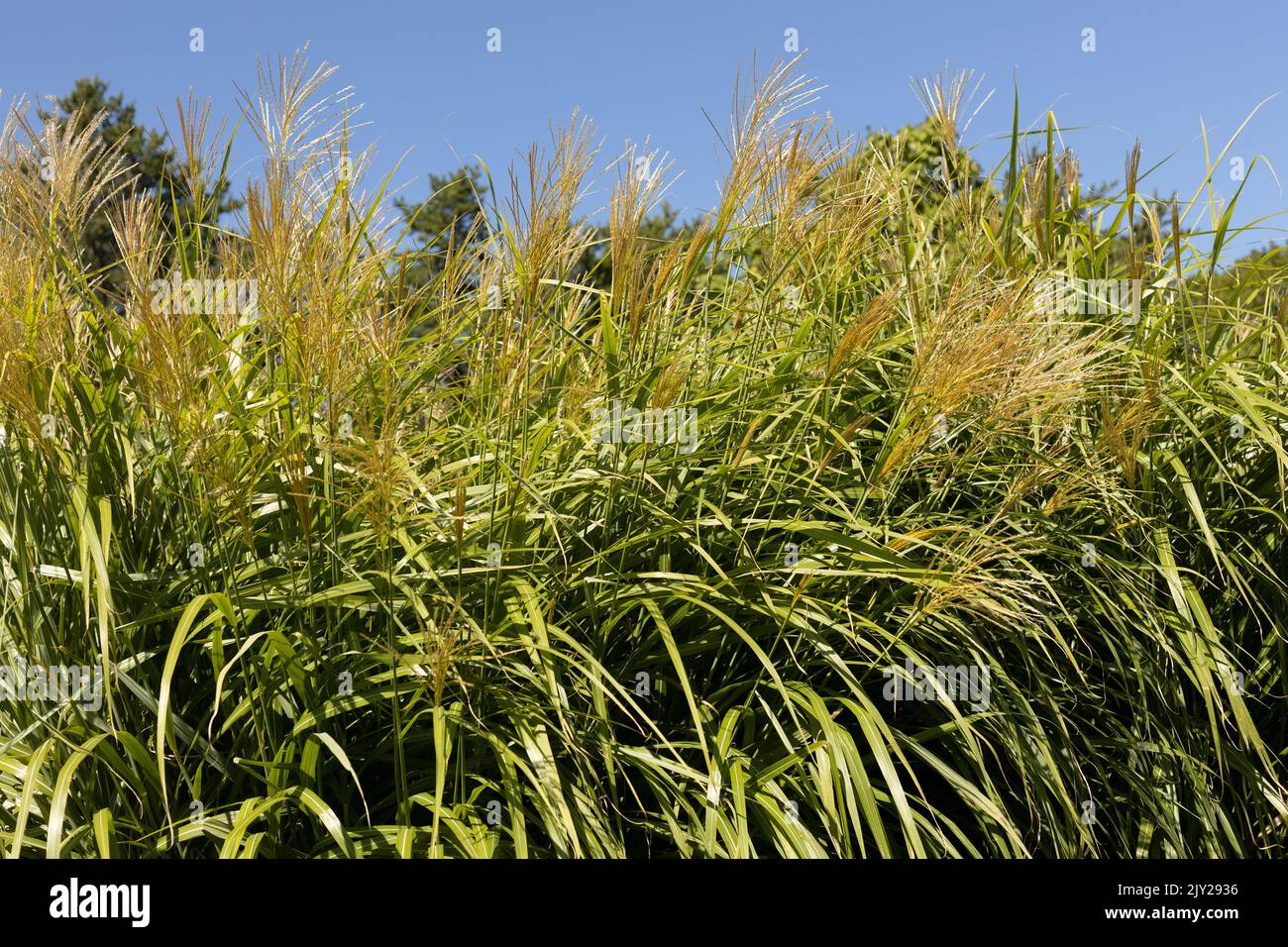 Miscanthus sinensis 'Blondo' Erba d'Argento Giapponese. Foto Stock