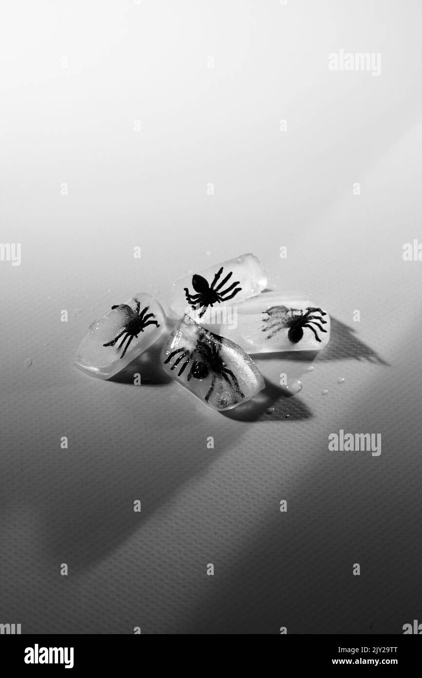 Cubo di ghiaccio con ragni falsi. Scena horror di Halloween. Fotografia in bianco e nero Foto Stock