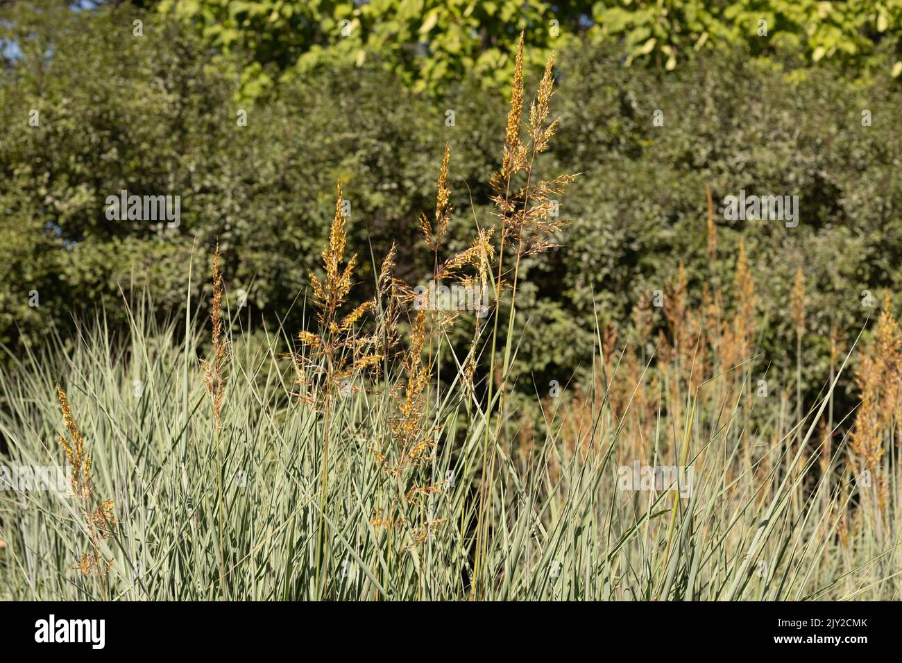 Sorghastrum nutans 'uomo sottile' prato giallo. Foto Stock