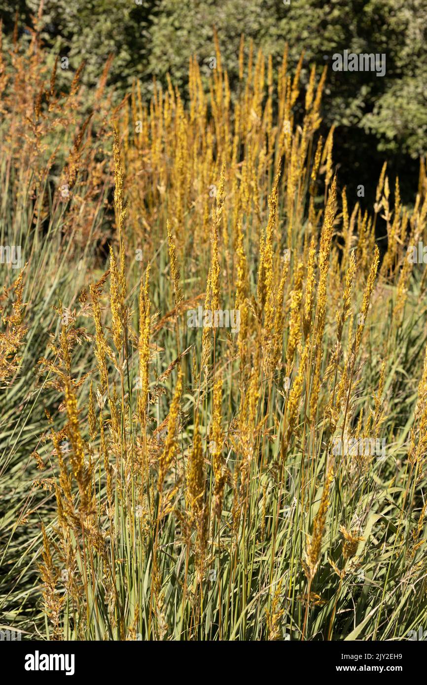 Sorghastrum nutans 'm'yg318153' giallo tramonto oro prato erba. Foto Stock