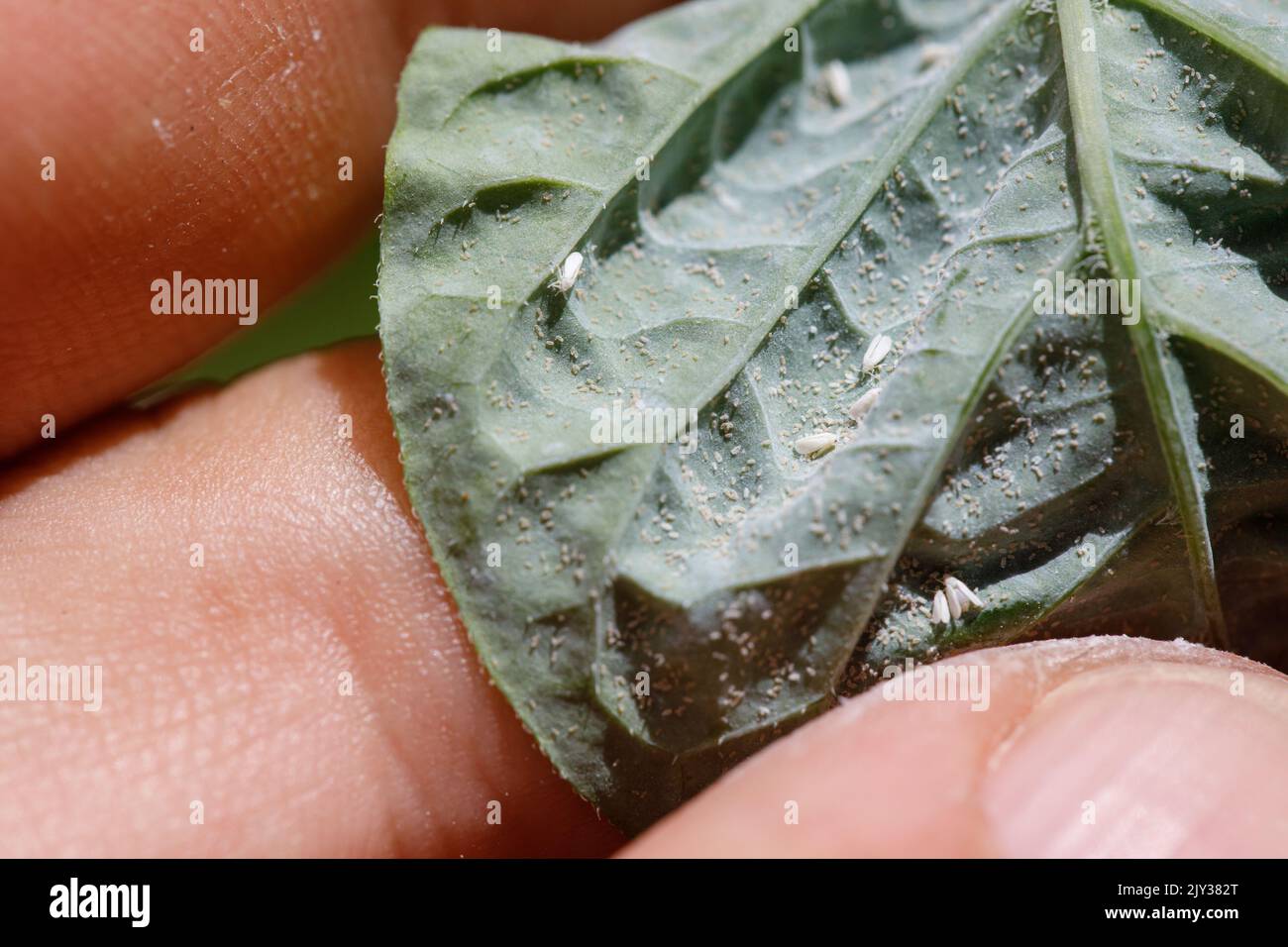 Insetti parassiti, afide, sui germogli e frutti di piante, Spider acaro sui fiori. Pepato foglie attaccate da insetti maligni. Foto Stock
