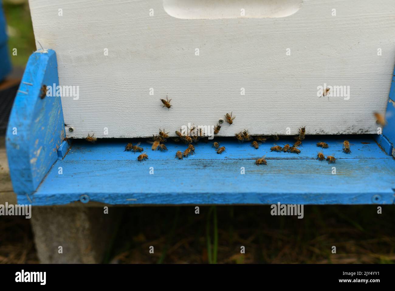 Le api volano nella scatola. Alveare di legno e api. Foto Stock