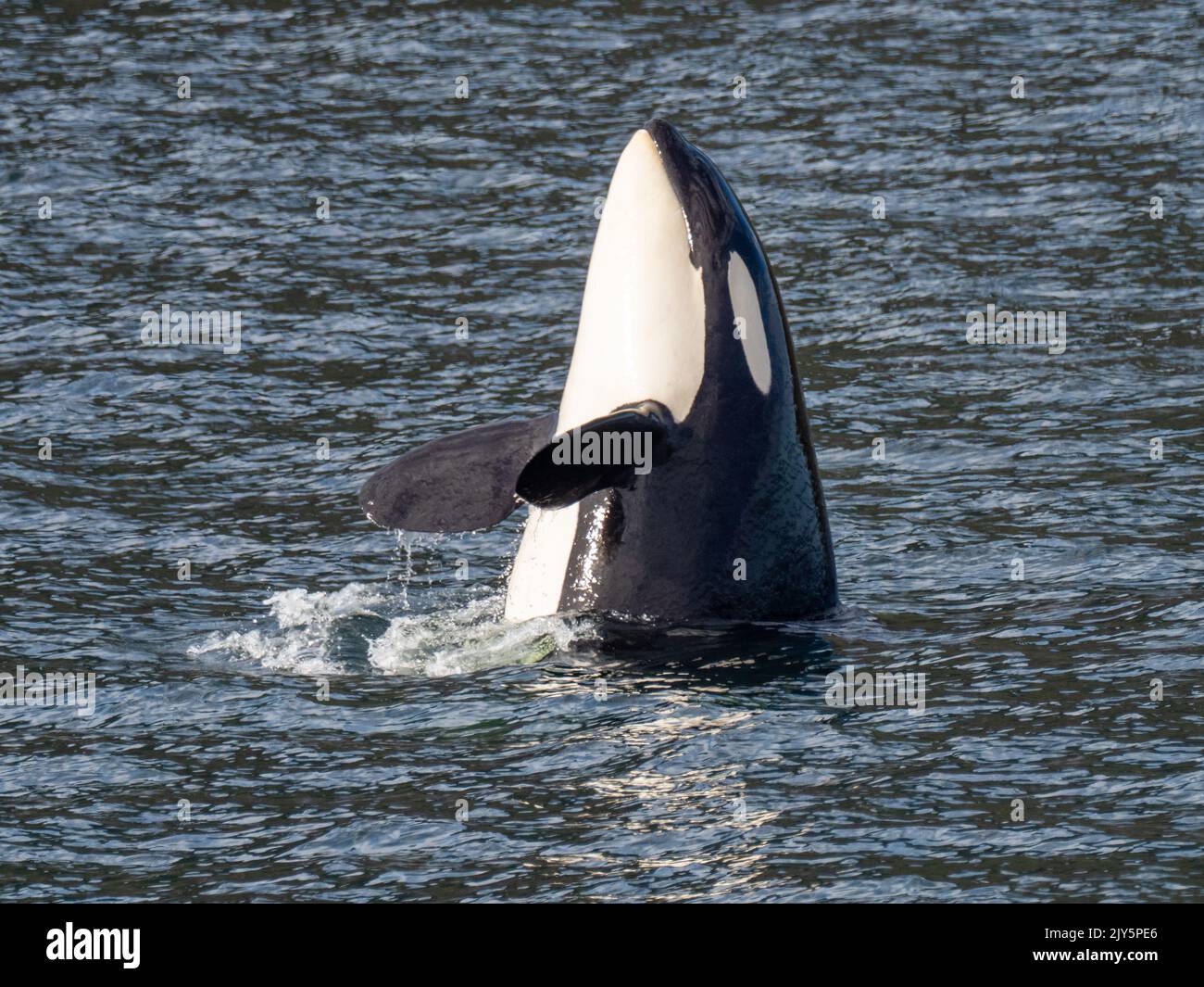 Orche o orche killer, orche Orcinus, spy hopping nel sud-est Alaska, Stati Uniti Foto Stock