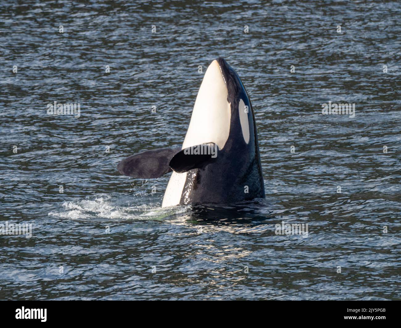 Orche o orche killer, orche Orcinus, spy hopping nel sud-est Alaska, Stati Uniti Foto Stock